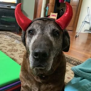 Meet your Posher, Ella